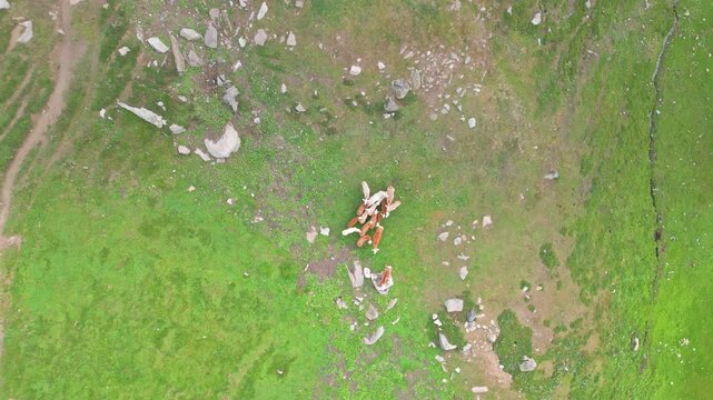 Aerial view of flocks of sheep grazing in the mountains of Mulla Ki Basti, Dudipatsar National Park, Kaghan Valley, Pakistan