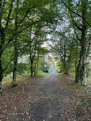 Fototapeta premium Allée bordée d'arbres