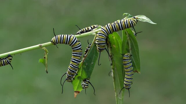 Monarch Caterpillars eating milkweed plant