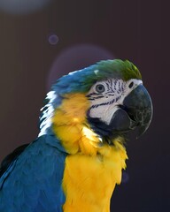 blue and yellow macaw