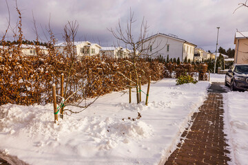 Young trees in residential front yard garden covered in snow during winter with car parked nearby. Sweden.