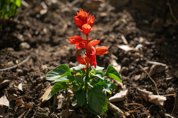 planta con flores rojas en la tierra