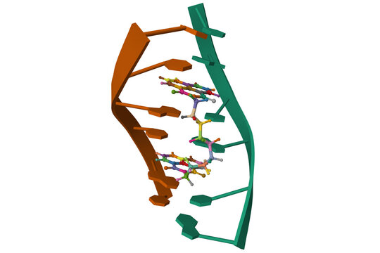 A complex between D(ATGCAT)2 and the antitumor bisnaphthalimide. 3D cartoon and ball-and-stick model, PDB 1cx3