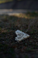 Ants eating a bread on the highway bridge