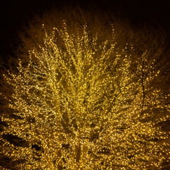 Christmas tree with yellow lights. Evening or night shoot. General contest