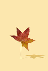 Creative idea made of a maple leaves on a yellow background. Seasonal nature concept with autumn leaf.