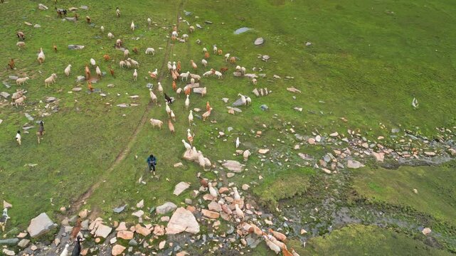 Aerial view of flocks of sheep grazing in the mountains of Mulla Ki Basti, Dudipatsar National Park, Kaghan Valley, Pakistan