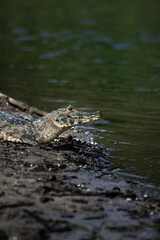 alligator in the water