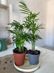 Two vibrant green potted plants are placed side by side on a light-colored table, with a white brick wall in the background. Fresh and inviting atmosphere, nature indoors and home gardening concept