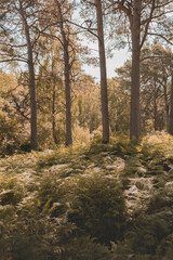 forest in autumn