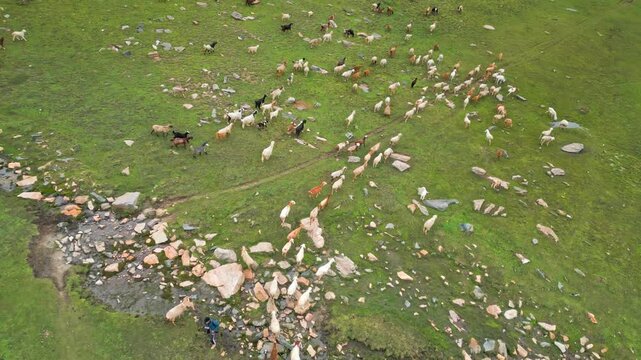 Aerial view of flocks of sheep grazing in the mountains of Mulla Ki Basti, Dudipatsar National Park, Kaghan Valley, Pakistan