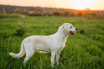 Fototapeta premium Friendly Mixed-Breed Dog on a Walk in a Meadow at Golden Hour