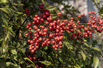 Obraz premium Baies de Nandina domestica