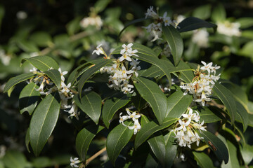 Osmanthus burkwoodii en fleurs	