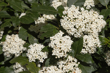 Fleurs de Viburnum tinus