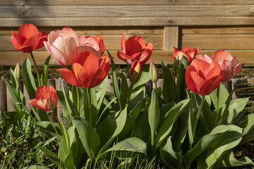 Tulipes rouges dans un jardin au printemps