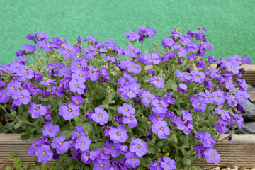 Aubrieta royal blue	