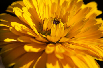 flor amarilla en detalle  © Karen