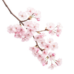 Cherry blossom branch isolated on transparent background.