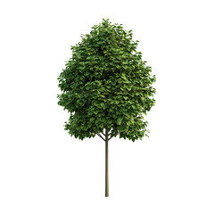 Fototapeta premium Lush green tree isolated on transparent background.