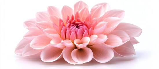 Fototapeta premium Pink Dahlia Flower Blossom