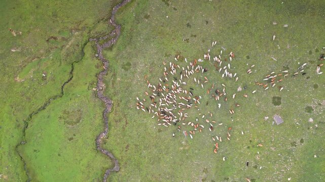 Aerial view of flocks of sheep grazing in the mountains of Mulla Ki Basti, Dudipatsar National Park, Kaghan Valley, Pakistan