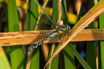 Libellule