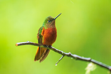 Chestnut-breasted Coronet - Boissonneaua matthewsii, green and red or rufous hummingbird in brilliants, Heliantheini in Lesbiinae, found in Colombia, Ecuador and Peru, bird on green background.