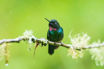 Green back with pink or violet shining throat male of Tourmaline Sunangel Heliangelus exortis hummingbird perched on mossy twig, displays pink throat, blurred branches in background. Male, Side view.