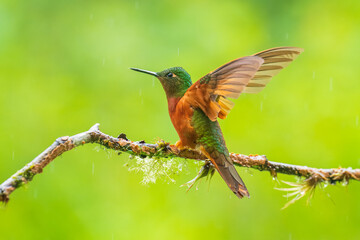 Chestnut-breasted Coronet - Boissonneaua matthewsii, green and red or rufous hummingbird in brilliants, Heliantheini in Lesbiinae, found in Colombia, Ecuador and Peru, bird on green background.