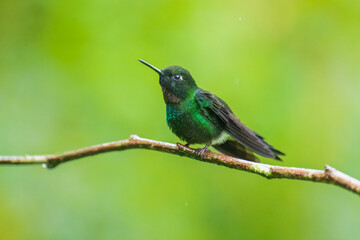 Green back with pink or violet shining throat male of Tourmaline Sunangel Heliangelus exortis hummingbird perched on mossy twig, displays pink throat, blurred branches in background. Male, Side view.