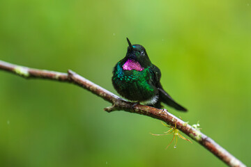 Green back with pink or violet shining throat male of Tourmaline Sunangel Heliangelus exortis hummingbird perched on mossy twig, displays pink throat, blurred branches in background. Male, Side view.