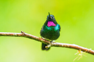 Green back with pink or violet shining throat male of Tourmaline Sunangel Heliangelus exortis hummingbird perched on mossy twig, displays pink throat, blurred branches in background. Male, Side view.