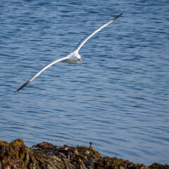 Seagull in Flight