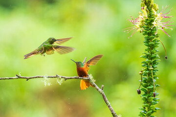 Chestnut-breasted Coronet - Boissonneaua matthewsii, green and red or rufous hummingbird in brilliants, Heliantheini in Lesbiinae, found in Colombia, Ecuador and Peru, bird on green background.