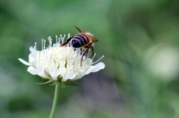 Biene auf einer weißen Witwenblume