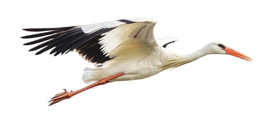White Stork in Flight