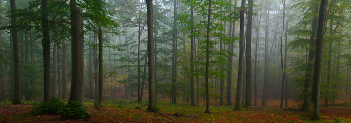 Green foggy forest during autumn day with green foliage