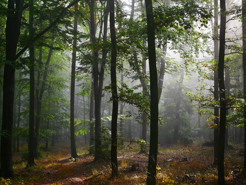 Creepy mysterious green foggy forest during autumn day with forest road and green foliage