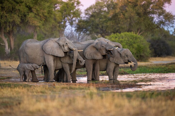 Fototapeta premium Elephants with baby in Moremi game reserve Africa, Family of Elephants , Elefants taking a bath in a water poolwith mud, eating green grass. African Elephants in landscape, green Africa, Botswana, 
