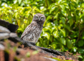 The little owl watches me and observes my steps with its harmonious movements!