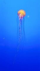 Stunning Jellyfish in the Ocean