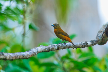 The Scarlet-rumped tanager, Ramphocelus passerinii The bird is perched on the branch at the beautiful flower in the rain forest America Costa Rica Wildlife nature scene. green background 
