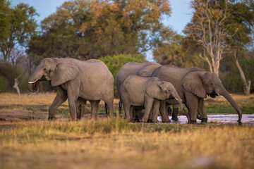 Fototapeta premium Elephants with baby in Moremi game reserve Africa, Family of Elephants , Elefants taking a bath in a water poolwith mud, eating green grass. African Elephants in landscape, green Africa, Botswana, 