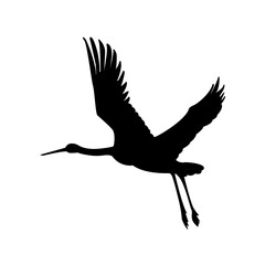 The silhouette of a flying crane, a stork