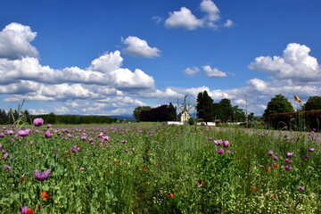 Sonne und Wolken über Schlafmohnfeldern in Forchheim