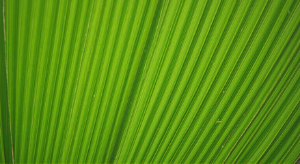Obraz premium green leaf background