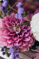 Obraz premium pink dahlia flower