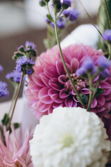 Obraz premium pink dahlia flower