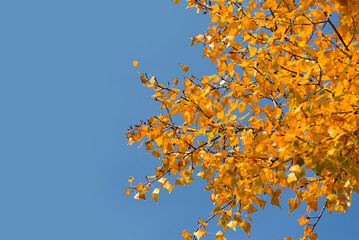 Beautiful yellow colorful autumn leaves on blue sky outdoors, copy space background. Selective focus used.